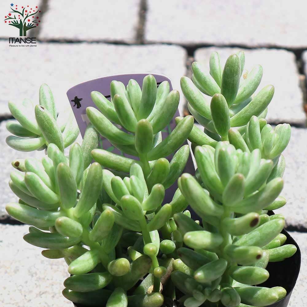 セダム オーロラ【多肉植物 2.5～3号ポット】｜ 【植物のITANSE