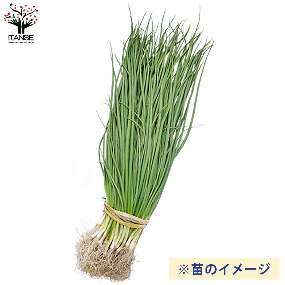 玉ねぎ抜き苗 品種：もみじ3号(晩生) 【野菜の苗 約50本／束