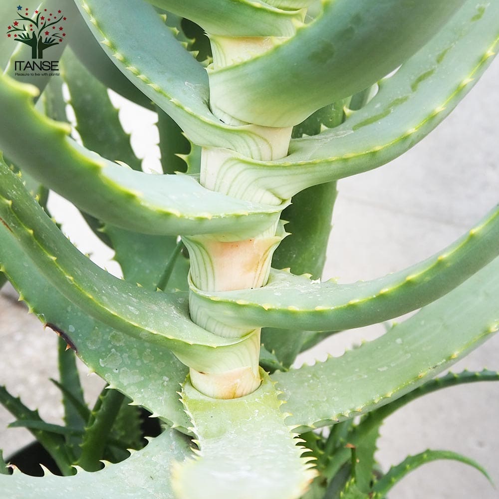 木立アロエ【多肉植物 7号鉢大苗】｜ 【植物のITANSE】全品送料