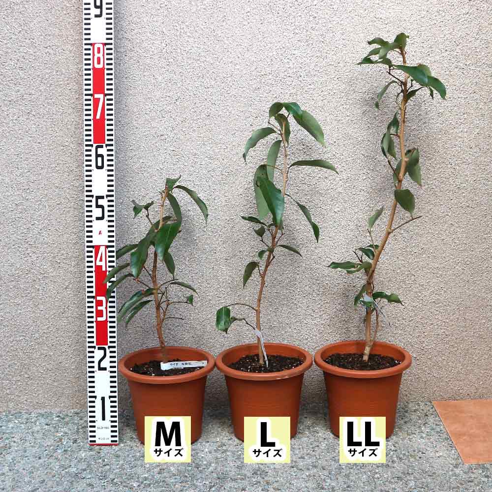 ライチ 玉荷包(ぎょくかほう)とり木大苗 Lサイズ 4～5年生苗 」【6号