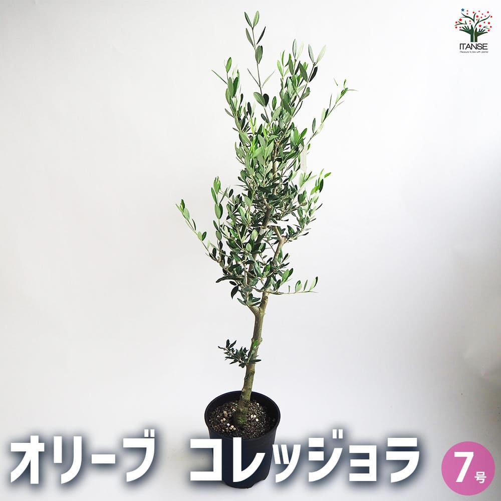 オリーブ コレッジョラ 【果樹の苗木 7号／1個売り】｜ 【植物の