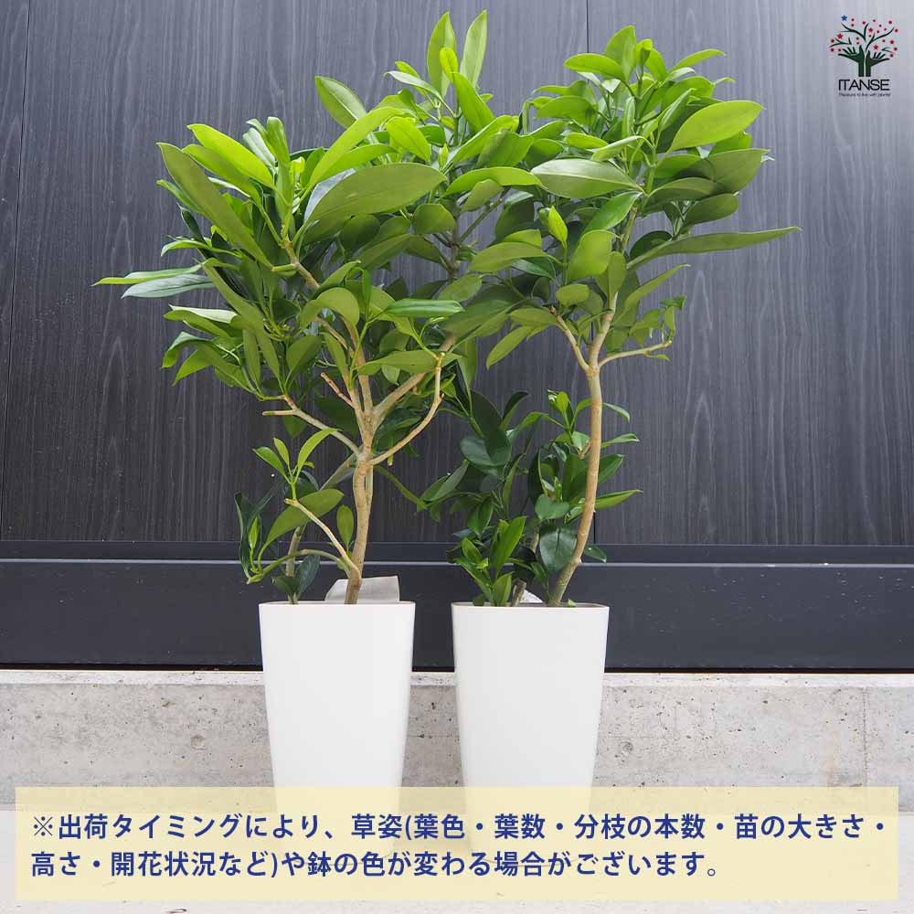 フィカス ファグラエア 皿付き 【観葉植物 8号鉢／1個売り】｜ 【植物