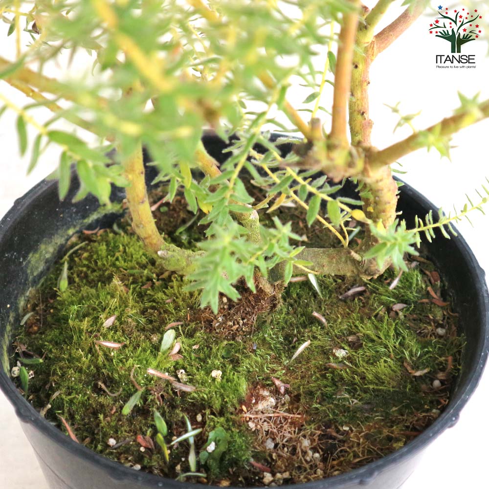 フィリカ プベッセンス ハイドラ【花苗 7号鉢／1個売り】｜ 【植物の