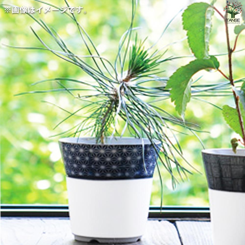 栽培セット 黒松 染付小紋陶器鉢【盆栽／1個売り】｜ 【植物の