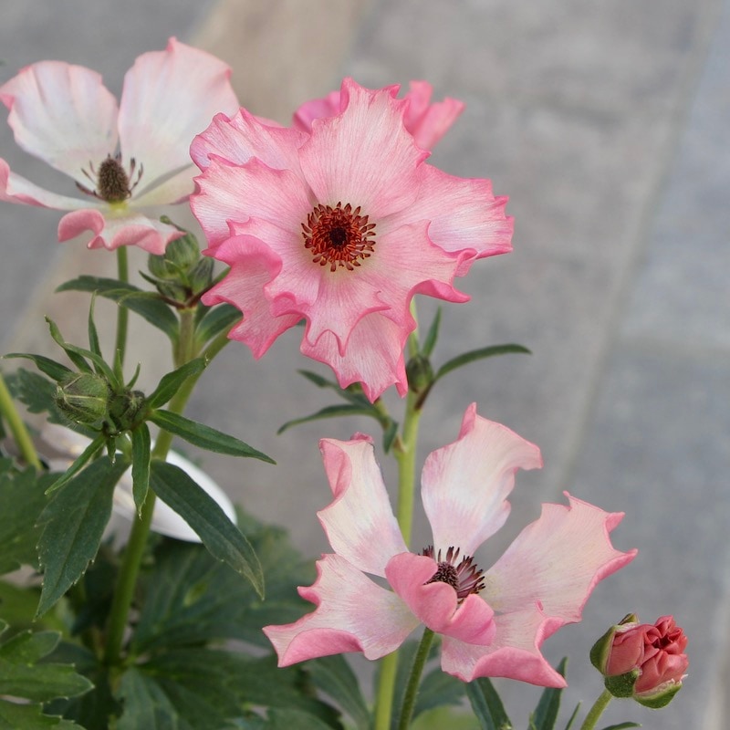 画像の現品1点限り!!【5号鉢】ラナンキュラス・ラックス「イーシス」