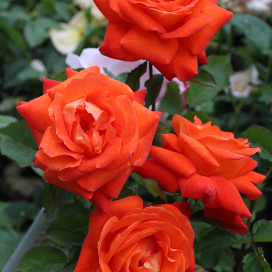 バラ苗 大苗 2026 スーパー トローパー Super Trouper 国産ノイバラ台