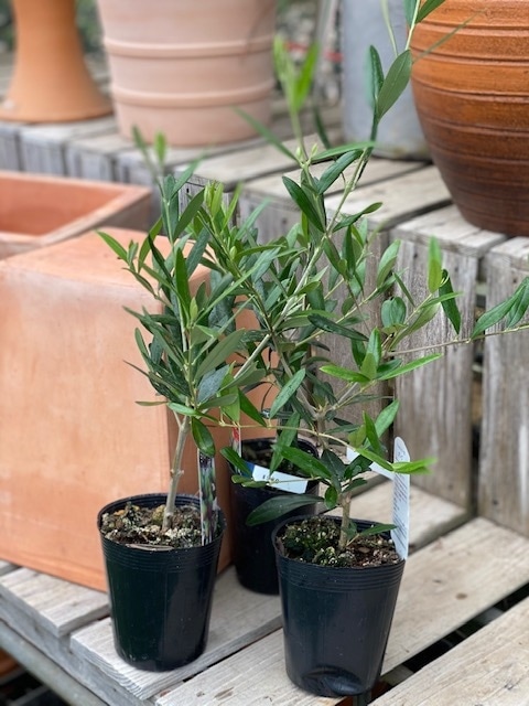 オリーブ・パラゴン 果樹 12cmポット | 果樹・花木 | | バラとハーブの