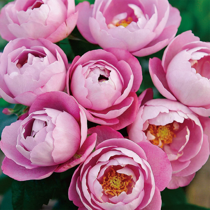 ブル・ドゥ・パルファム（大苗）7号鉢植え バラ苗 《契約品種