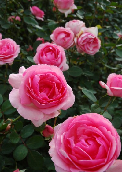 ヒストリー（大苗）7号鉢植え バラ苗 ピンク 四季咲き大輪系