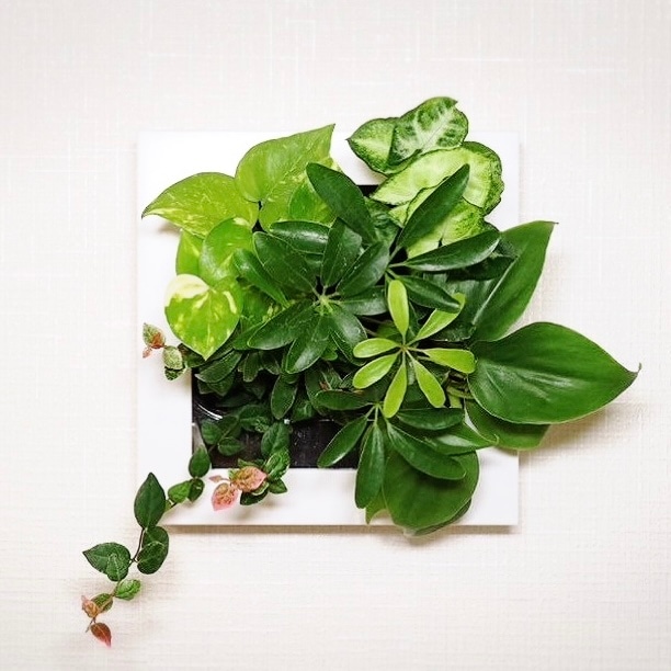 シェフレラ モデル FRAME 24Z1 - おしゃれな観葉植物通販サイト