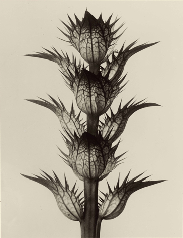 芸術の原型 | カール・ブロスフェルト Karl Blossfeldt | 絵画