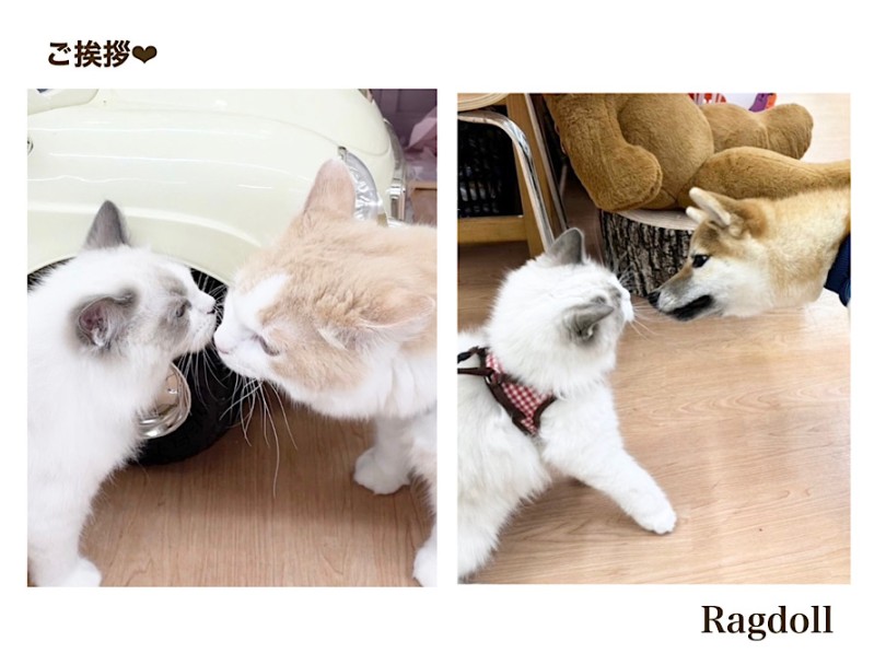 ラグドール 】コンディションバッチリ！生後5ヶ月になったヌイグルミ