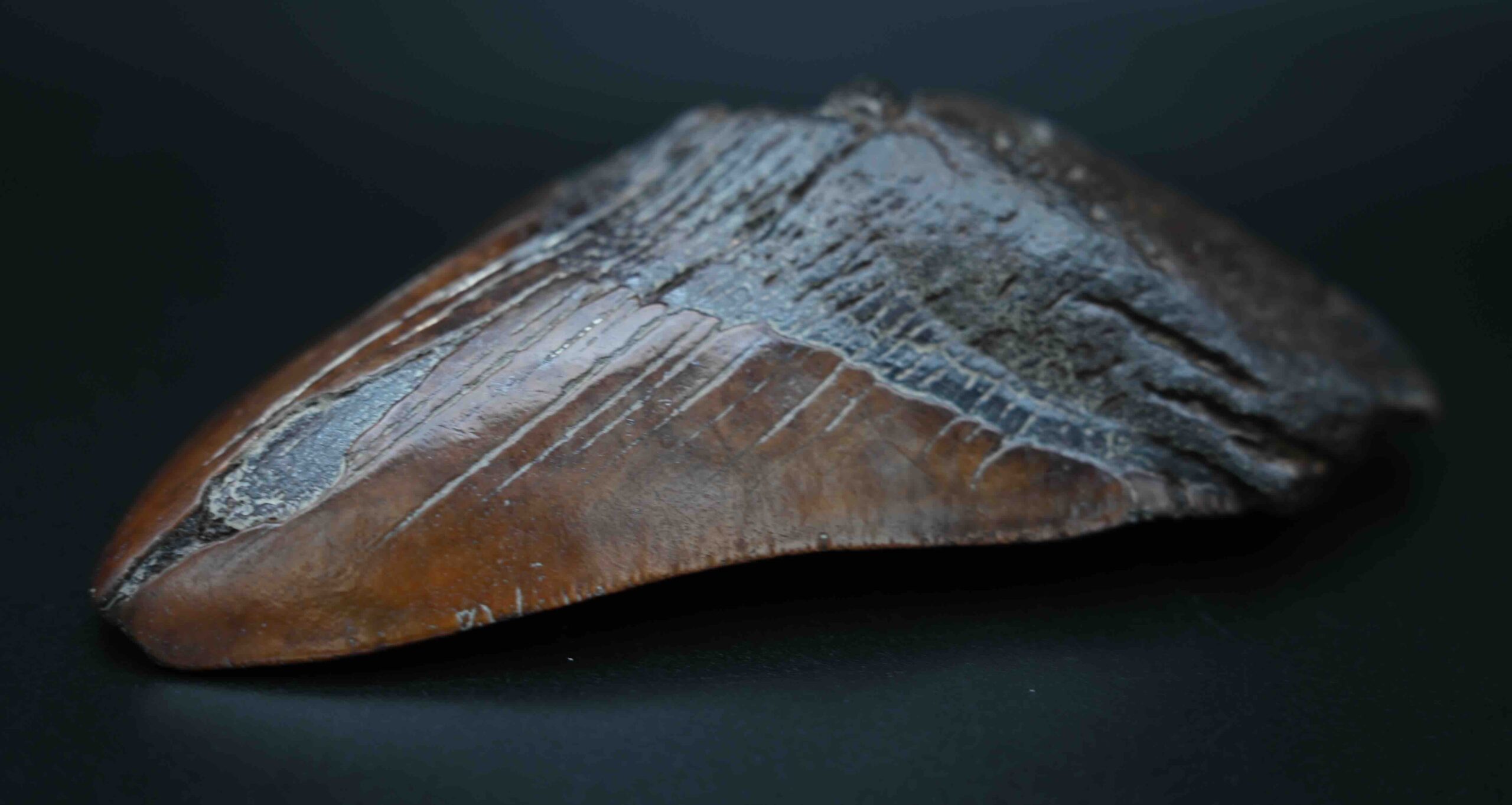 メガロドンの歯の化石 mgaz5003 | Megalodon-teeth.jp