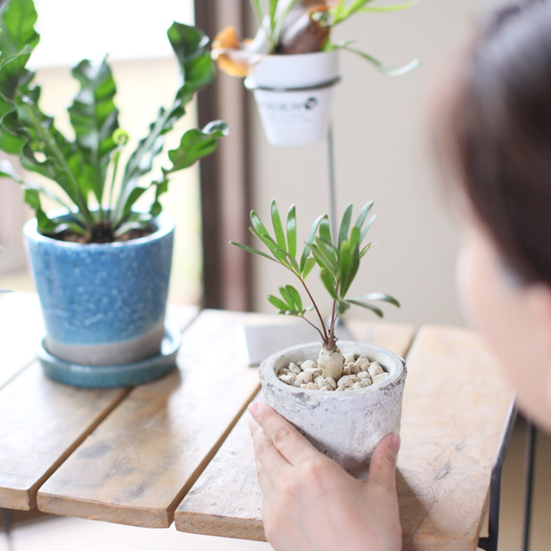 ザミア・フロリダーナ | [公式]e-花屋さん