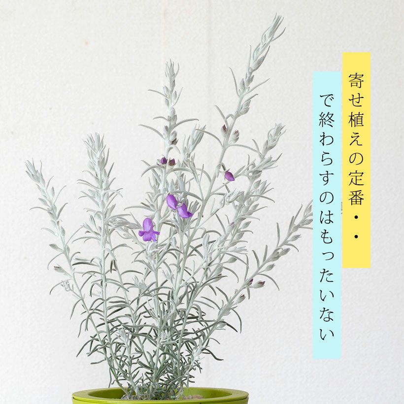 角田園芸エレモフィラニベア｜紫の花が咲くホワイトツリー