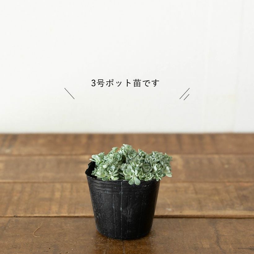 白雪ミセバヤ（ケープブランコ）育て方付き多肉【予約】再販あり