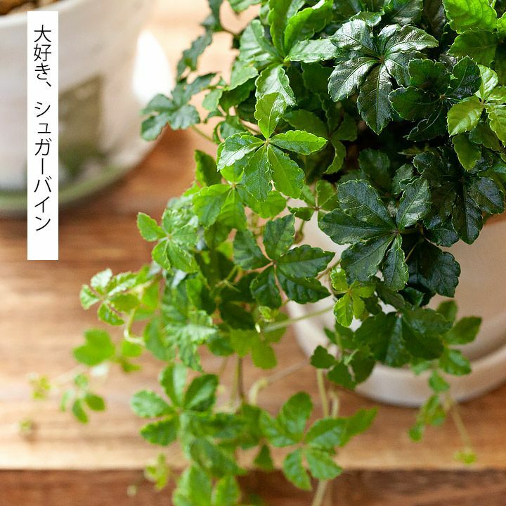 000000001854-03.jpg?size=l&w=