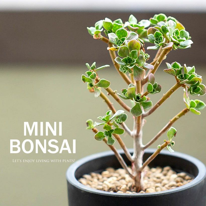 アエオニウム・チョコチップ枝分岐｜小さな多肉盆栽のようだ