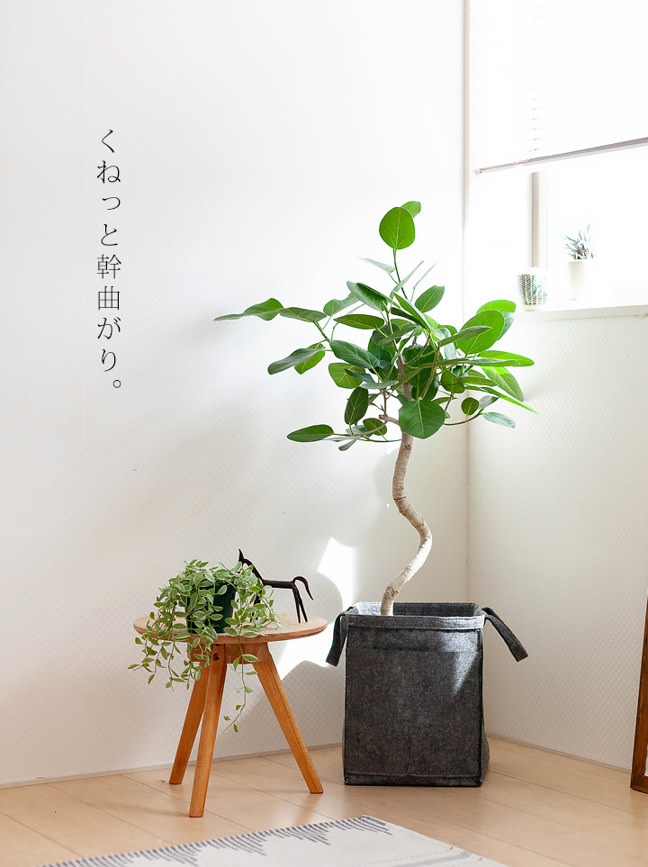 フィカスベンガレンシス曲がり｜剪定済おしゃれ樹形！成長遅い種