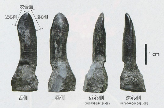 徳島県勝浦町で発見された竜脚類恐竜の歯化石（107号CultureClub