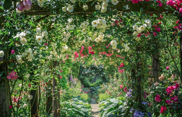 熱海がバラに染まる春、600種・4000株が咲き誇る「ACAO ROSE FESTA