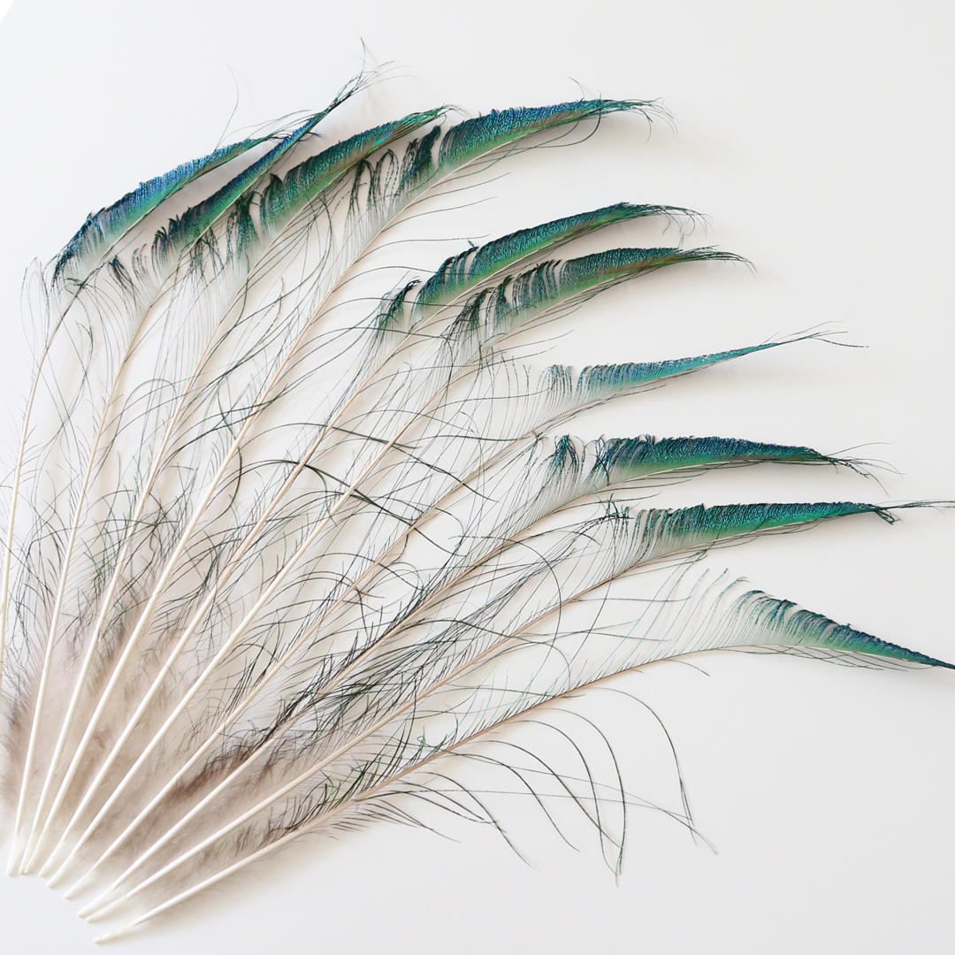 孔雀の羽根 ピーコックソード | 花のギフト | 日本総合園芸