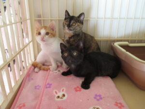 里親募集☆にゃんぽ通信 | にゃんぽみち ～幸せさがし～