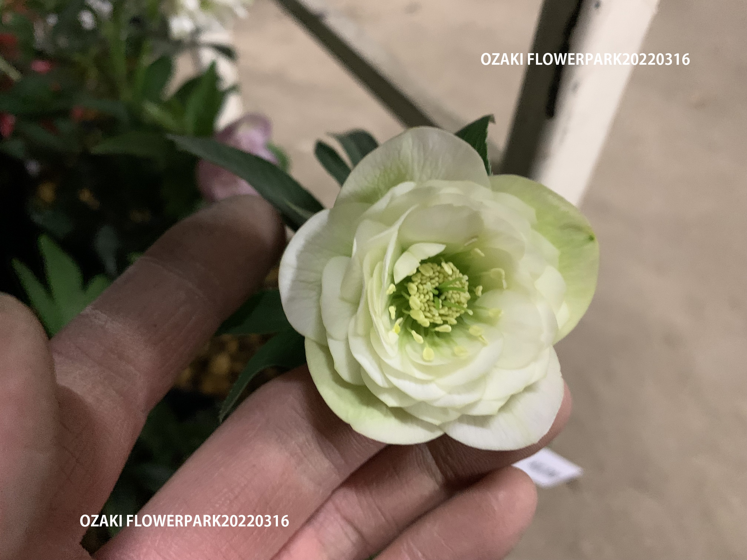 1F|クリスマスローズ入荷しました。 | オザキフラワーパーク | オザキ