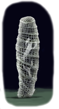 カイロウドウケツ（Euplectella aspergillum）・川崎悟司イラスト集