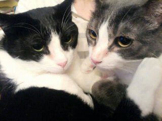 ぽこにゃん グレーでもちもちふわふわでマズルふんわりで 控えめの