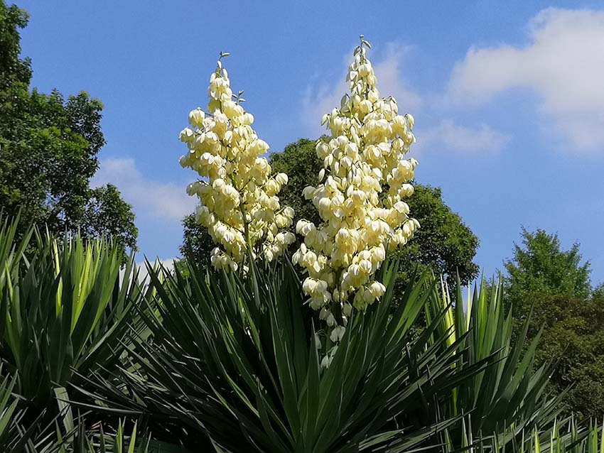ユッカの花（日比谷公園） 「ユッカ」はリュウゼツラン科イトラン属の