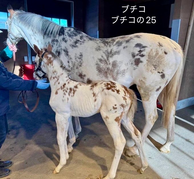 マルガはブチコの5番仔だけど ブチコの7番仔（ブチコの2025）ブチ柄