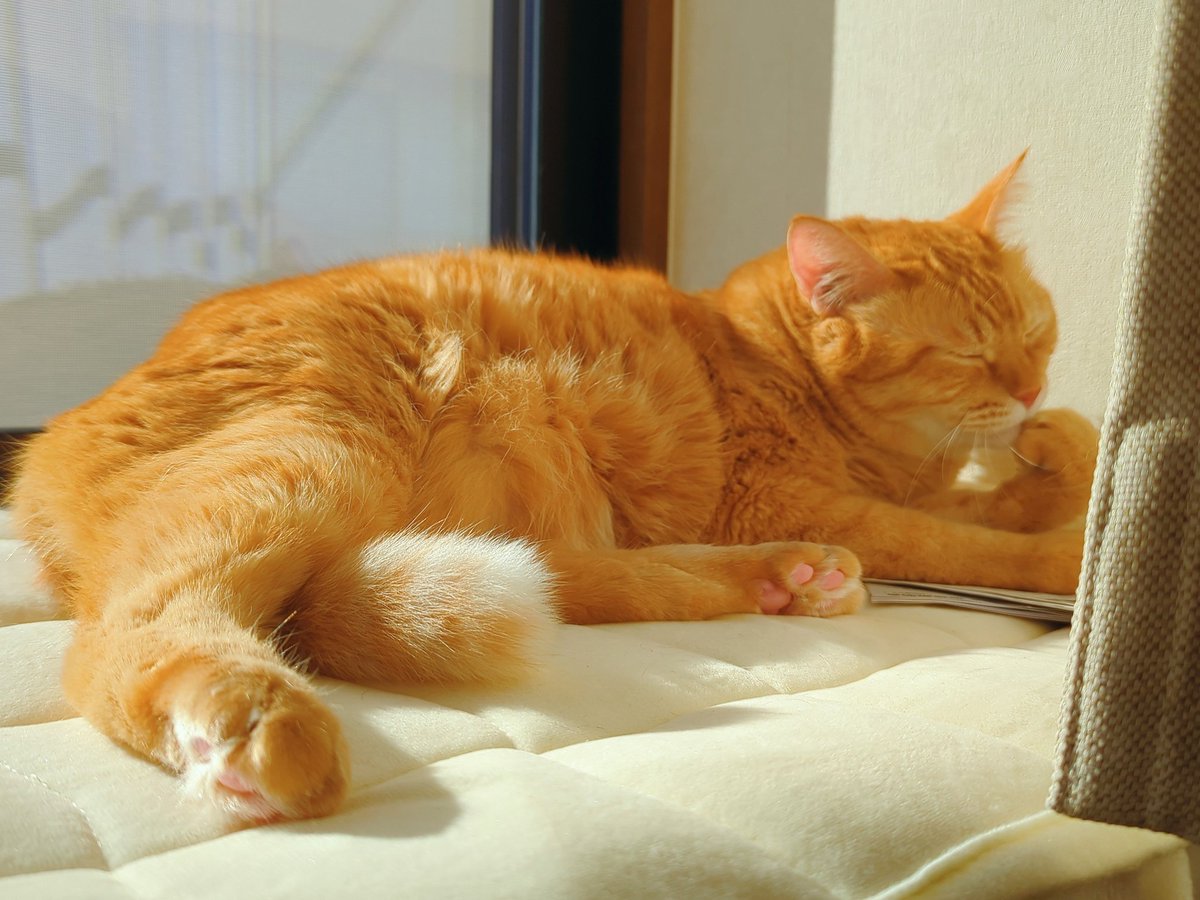 茶トラきらきら金曜日