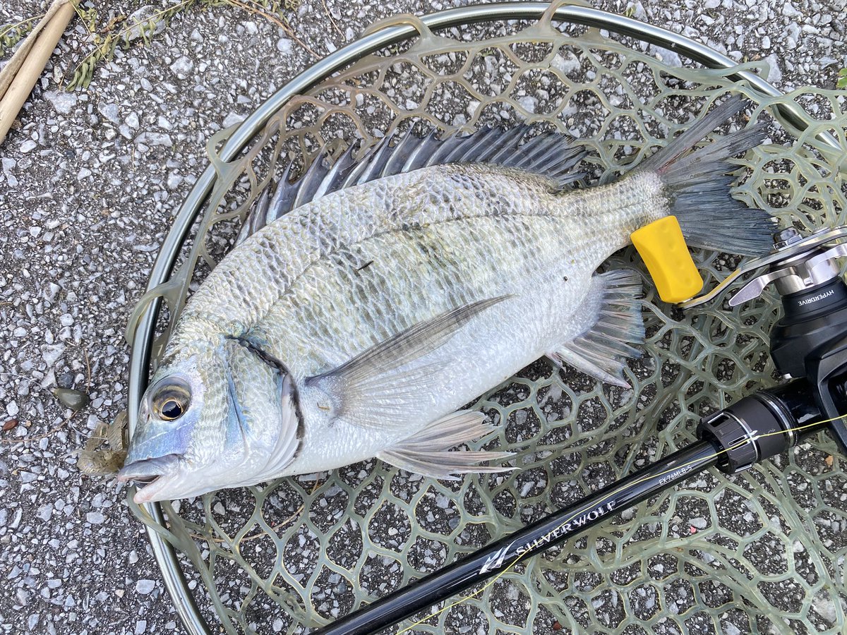 ミナミクロダイ