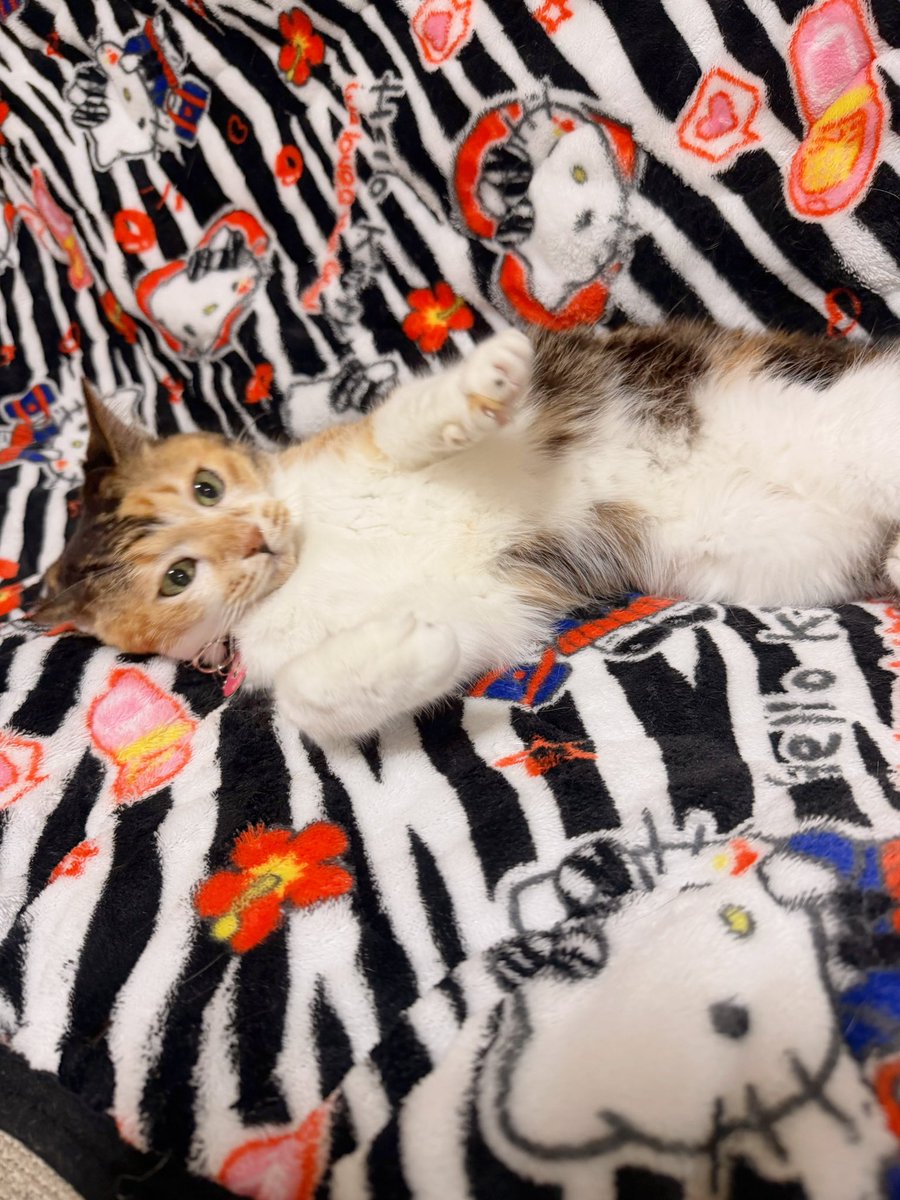 Post by あめちゃん🐱 on X: 🐱