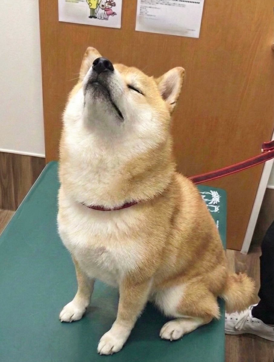 柴犬·͜·♡もも (@momonosekaiii) / Posts / X