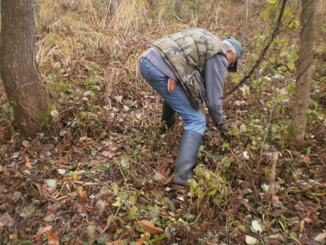あけびのつる取り : 雪国のDARAKE農園