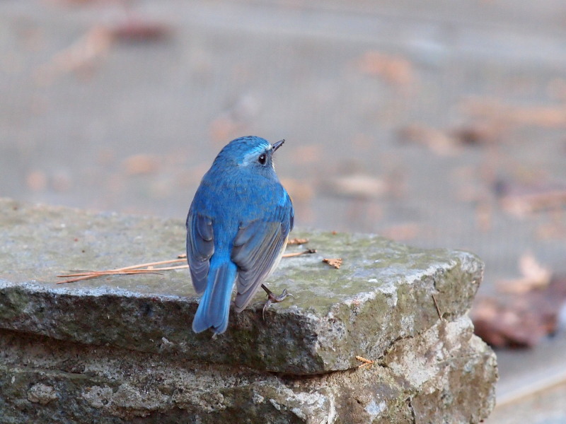 幸せの青い鳥～ルリビタキ＠柏 : コーヒー党の野鳥観察