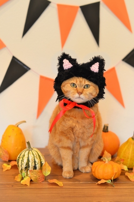 黒猫帽子でイラストとリンク♪ Happy Halloween! : お茶の時間にしま