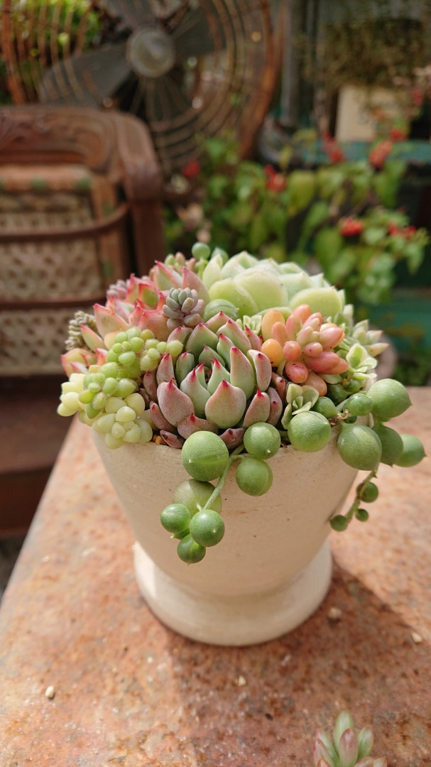 グリーンネックレスを寄せるコツ。 : Kurumisucculent's Blog～くるみ