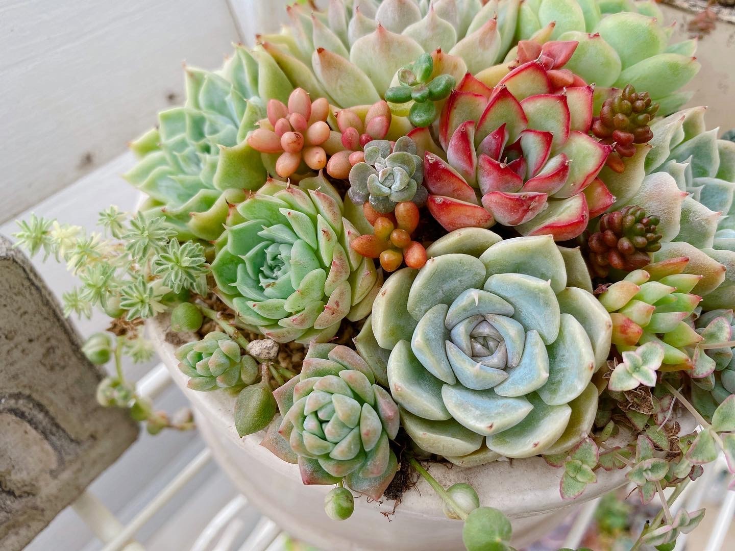 多肉植物 セダム ヒスパニカムプルプレア 20カット 多肉植物 セダム