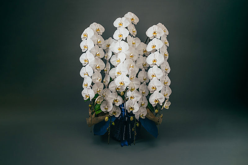 Planet's Hug Orchid（プラハグ） | 引取サービスのある胡蝶蘭の通販