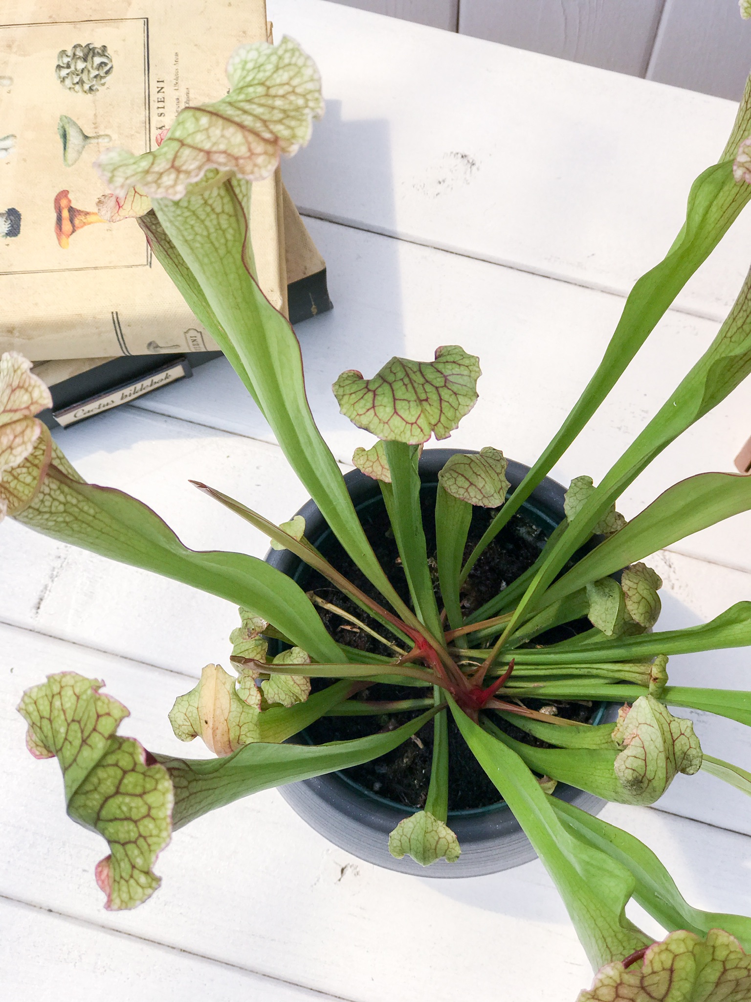 PLANCHU 食虫植物 サラセニア フィラデルフィア Sarracenia