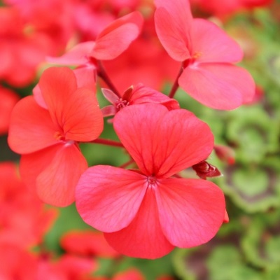 ゼラニウム(ゼラニューム)の種類と育て方 豪華なフリル花を長く咲かせ