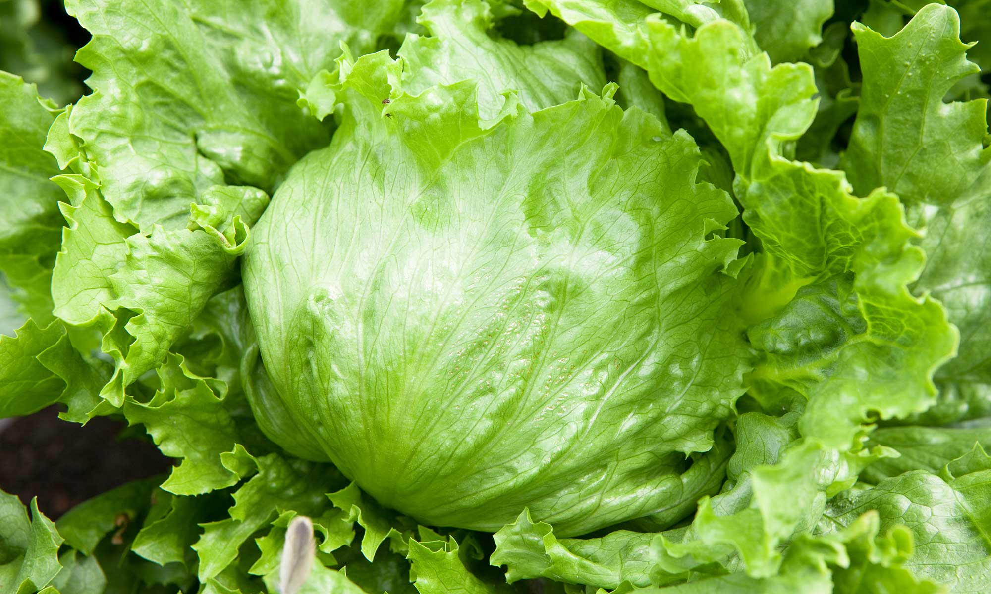 レタス | 商品情報 | 井関農機株式会社
