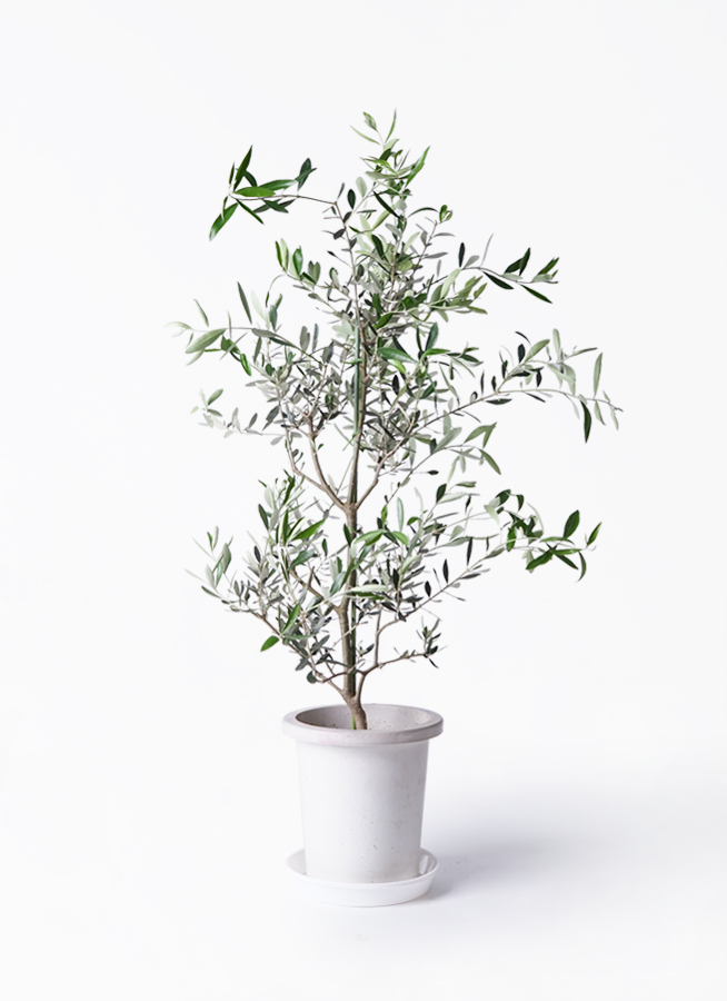オリーブの木 コレッジョラ | 観葉植物通販HitoHana(ひとはな)