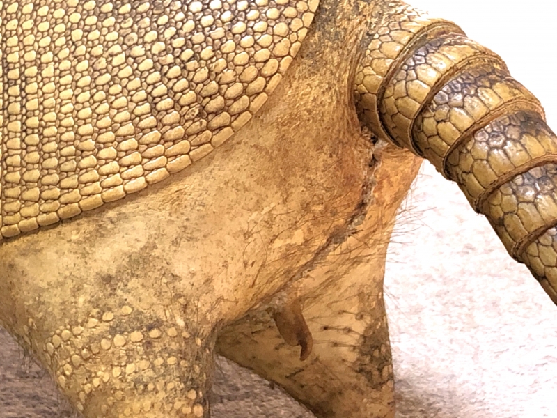 ココノオビアルマジロ剥製 】 合法品 完全体（一部修復） 木台付