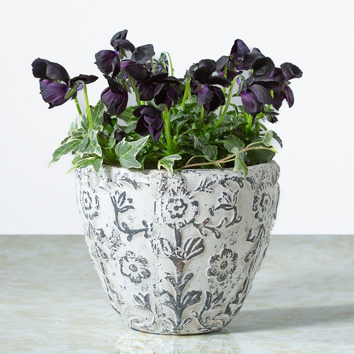 パンジー 神戸べっぴんさん ブラックエミュー｜種（タネ）,球根,苗