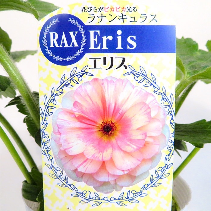 ラナンキュラス ラックス エリス｜種（タネ）,球根,苗,資材