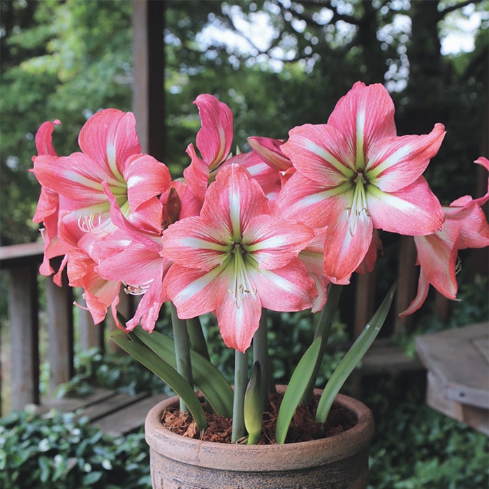 カジュアルアマリリス リバーダンス｜種（タネ）,球根,苗,資材